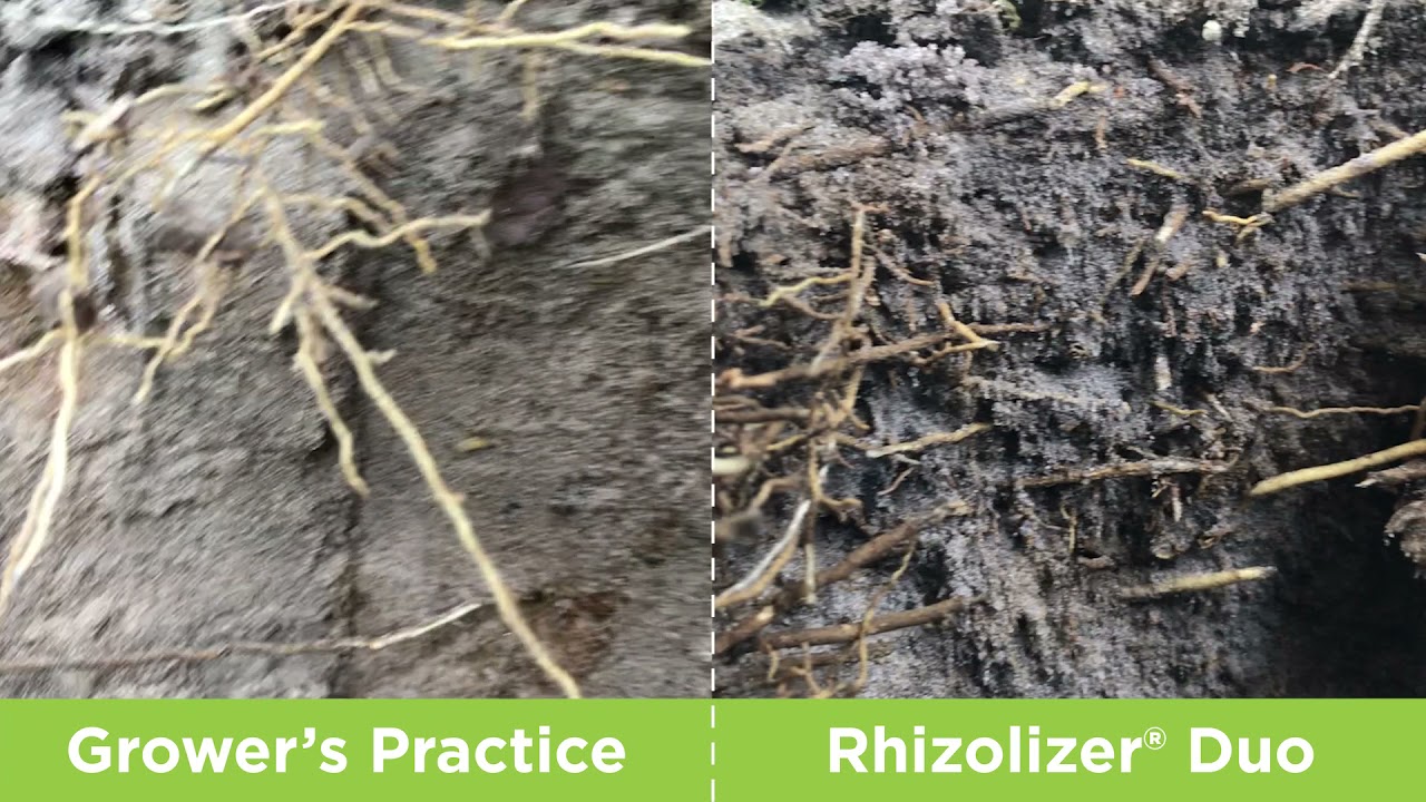 Grapefruit Root Trap Comparison | Locus AG