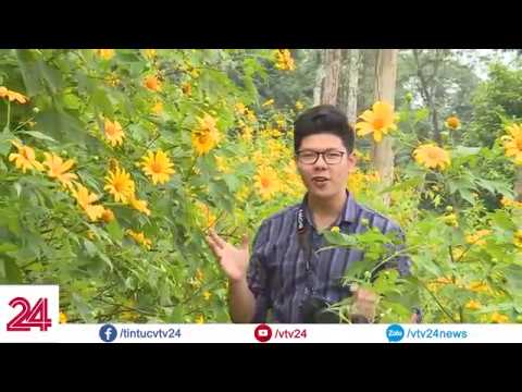 Video: Hoa Hồng Thu Nhỏ Của Cây Dã Quỳ