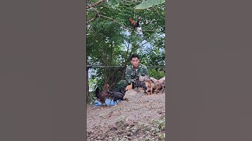 Hlau youtube pub qaib lom zem kaws li.cho gà ăn uống