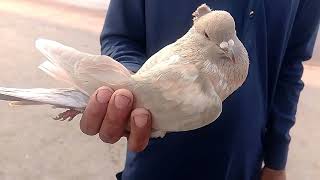 November 21, 2025, Multan Kabootar Mandi