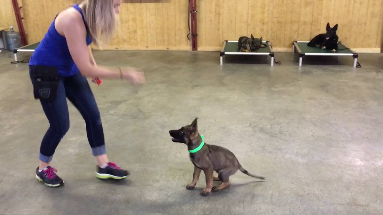 Sable German Shepher Pup "Zach" 14 Wks Obedience Trained Dog For Sale