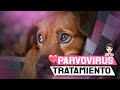 PARVOVIRUS EN PERROS CACHORROS : SINTOMAS - TRATAMIENTO = COMO TRATARLO EN CASA = REMEDIO CASERO