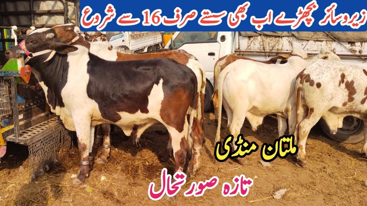 Mandi Multan Market Qurbani Multan Cattle Mandi Business with bilal ...