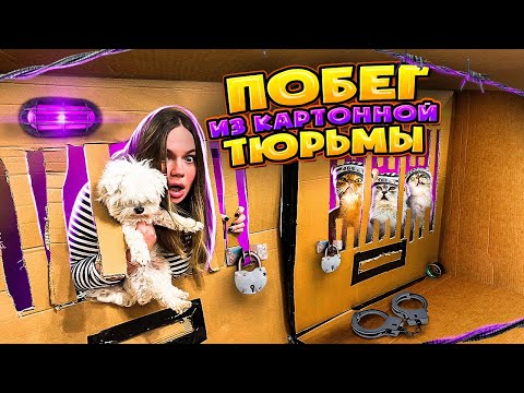 Видео: ПОБЕГ ИЗ КАРТОННОЙ ТЮРЬМЫ С КОТАМИ ЧЕЛЛЕНДЖ