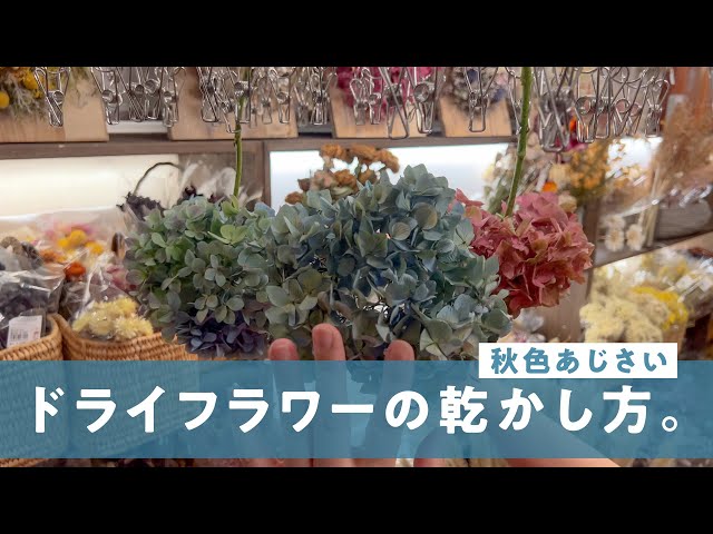片品村の秋色あじさいのドライフラワーが、すてきに乾きました