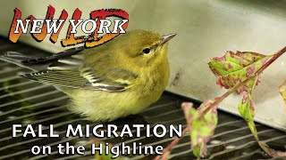 Fall Migration on the Highline