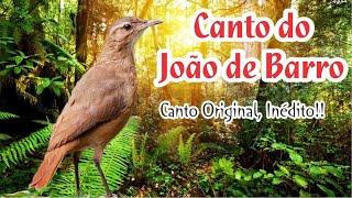 João de Barro Cantando - Original