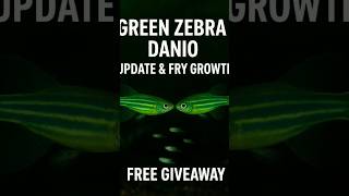 Vile Tail Zebra Danio Information #GreenZebraDanioFish #AquariumLover #Viral #Reel #Shorts #FushTank