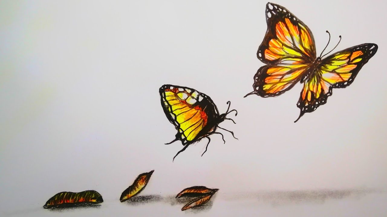 How to draw a butterfly | life cycle of a butterfly Time-lapse - YouTube