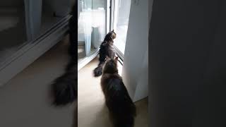 #Котики собрались на улицу. Кто откроет дверь?  #The cats gathered outside. Who will open the door?