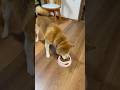 ぬし 柴犬タロウ #柴犬 #しばいぬ #しばわんこ #shibainu