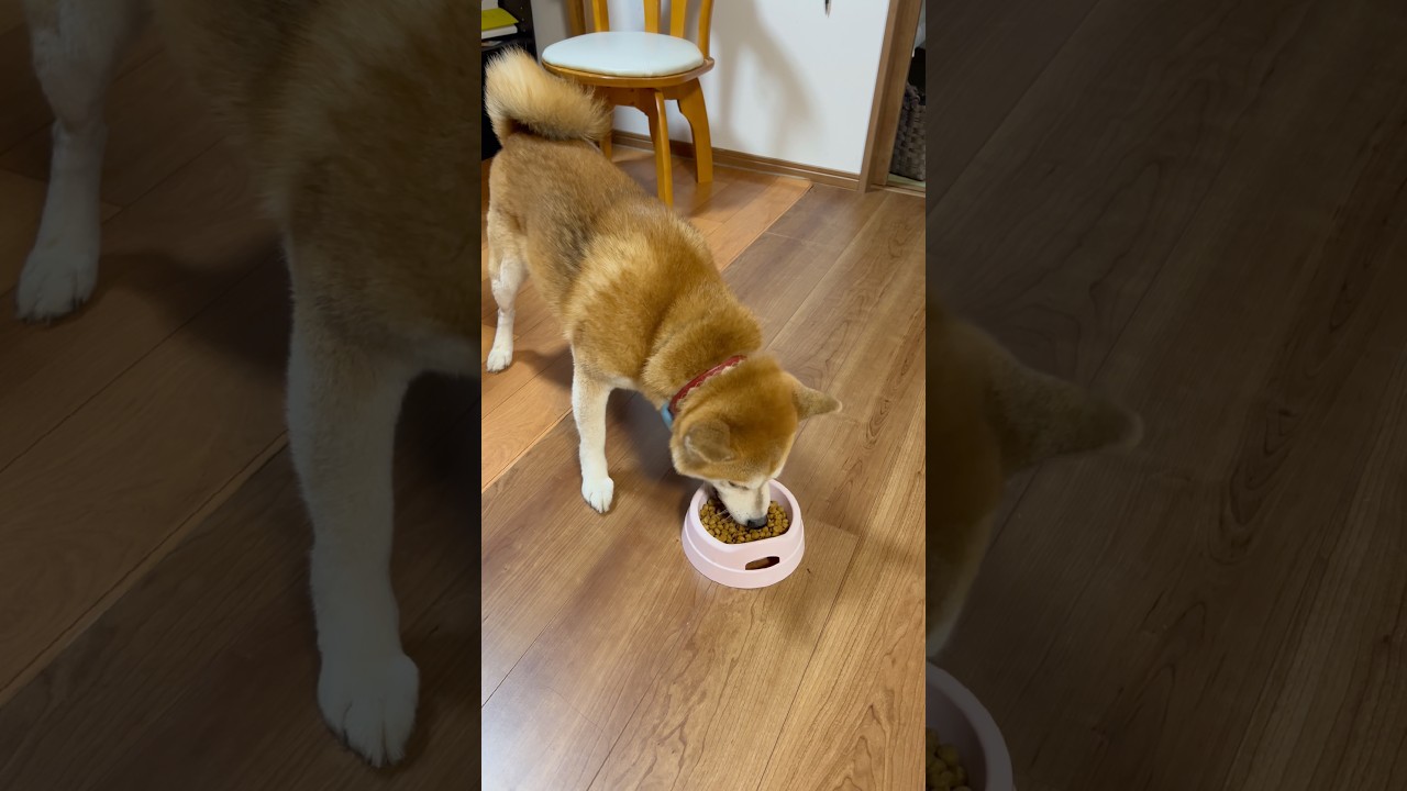 ぬし 柴犬タロウ #柴犬 #しばいぬ #しばわんこ #shibainu