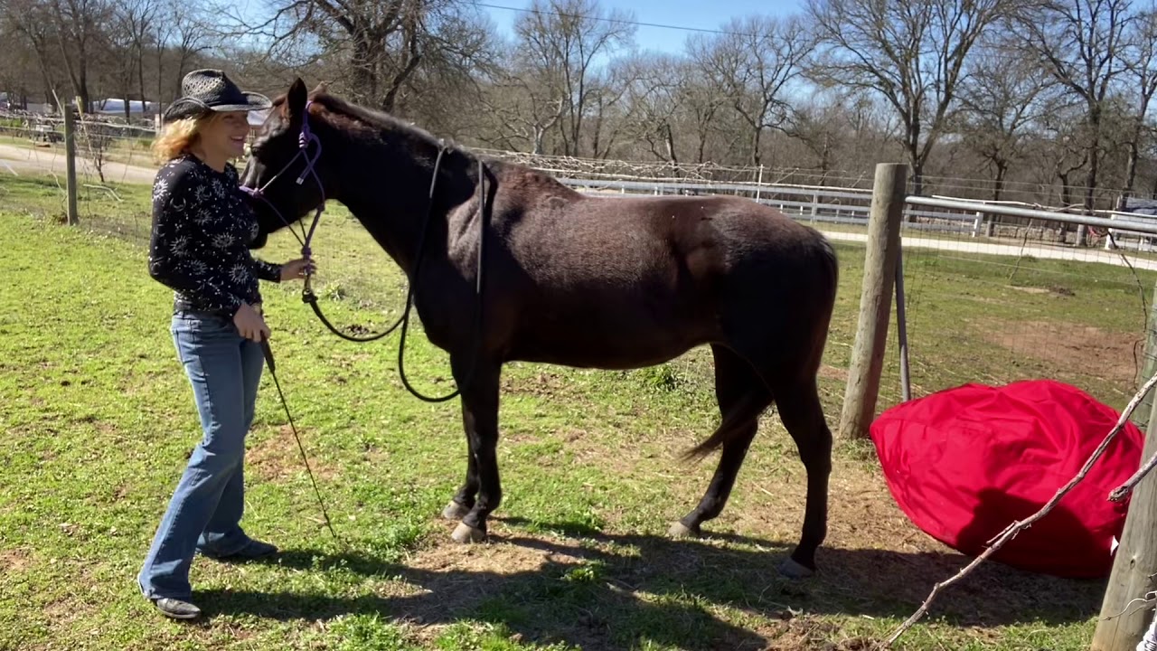 Training Diary - Sitting Horse on Bean Bag - Day 1 - Introducing Bean Bag