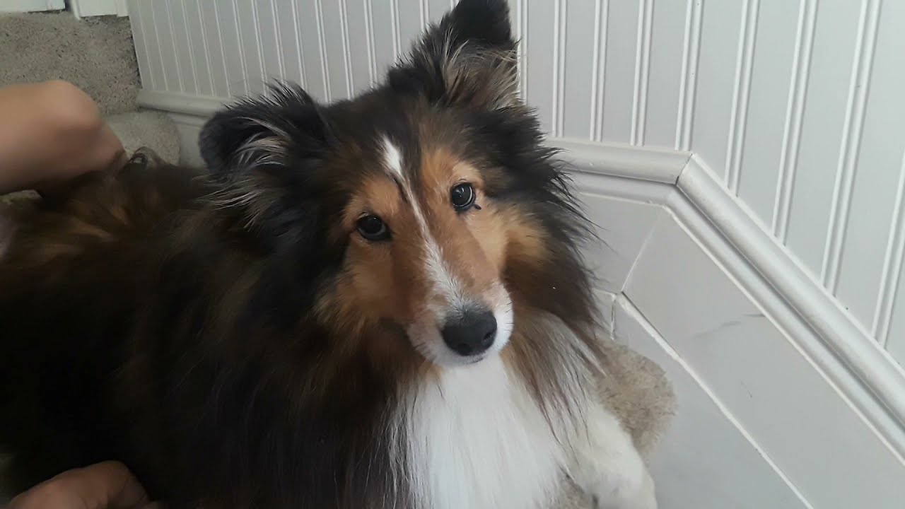 Sheltie Funny morning talk