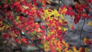 Rainy Day Foliage 2012 - A Red Scarlet-X Mini Film About Fall Foliage In The White Mountains
