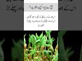 how seed grows into a plant / beej say poda kesay banta hay #germination