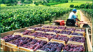 Beautiful Japanese Grapes Farming  - Most Expensive Grape Harvest - Japanese Colorful Grape Farm screenshot 5