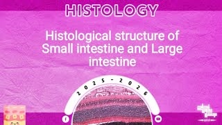 Revision of L3: Small and large intestine; Histology