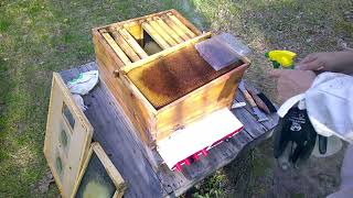 Spring Inspection|Instaling A New Queen|New Week 3 #beekeeping101#honeybeest#honey#beehive#workerbee