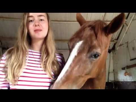 Come insegnare ad un cavallo al bacio