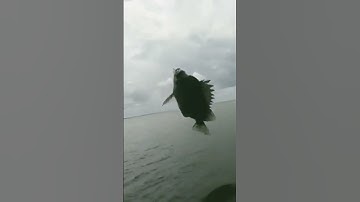 Câu cá biển - cá nâu (p29) #shorts #cauca