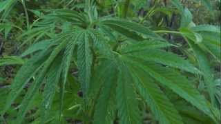 Outdoor Grow August 17, 2012 Part 5