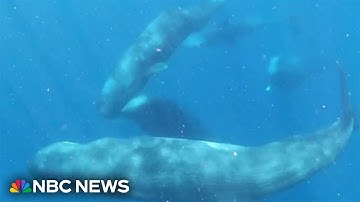 Harvard researchers study how to communicate with whales