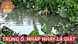 Câu cá l trúng ổ cá cắn như điên l Cận cảnh cá tì phao lục đầu cần l best fishing video l CẦN THỦ Đ