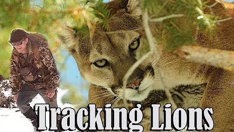 Hunting mountain lions solo without the use of dogs
