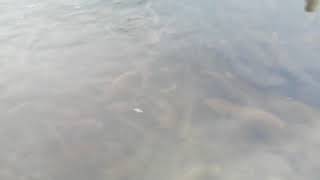 1.000.000.000 Ta Amerikanskiy Laqqa Baliq