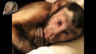 MonkeyBoo LIVE! Mail Time!