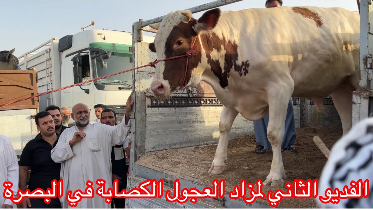 الفديو الثاني لمزاد العجول الكصابة في العراق صفاه البصرة بأدارة الحاج ياسين ابو محمد8/7/2022