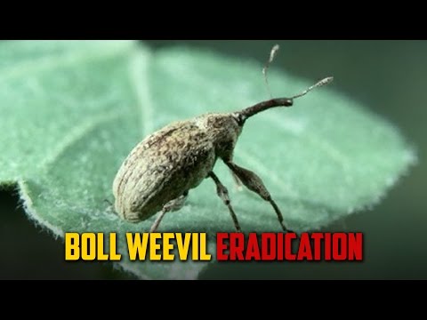 Video: Zijn Boll Weevils een probleem: schade en behandeling van Cotton Boll Weevil
