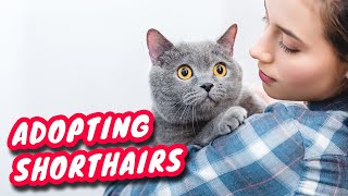 Tips For Adopting Shorthair Cats!