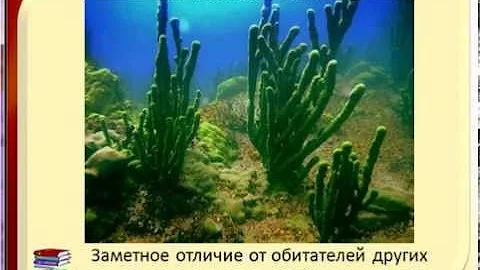 Эндемики Байкала