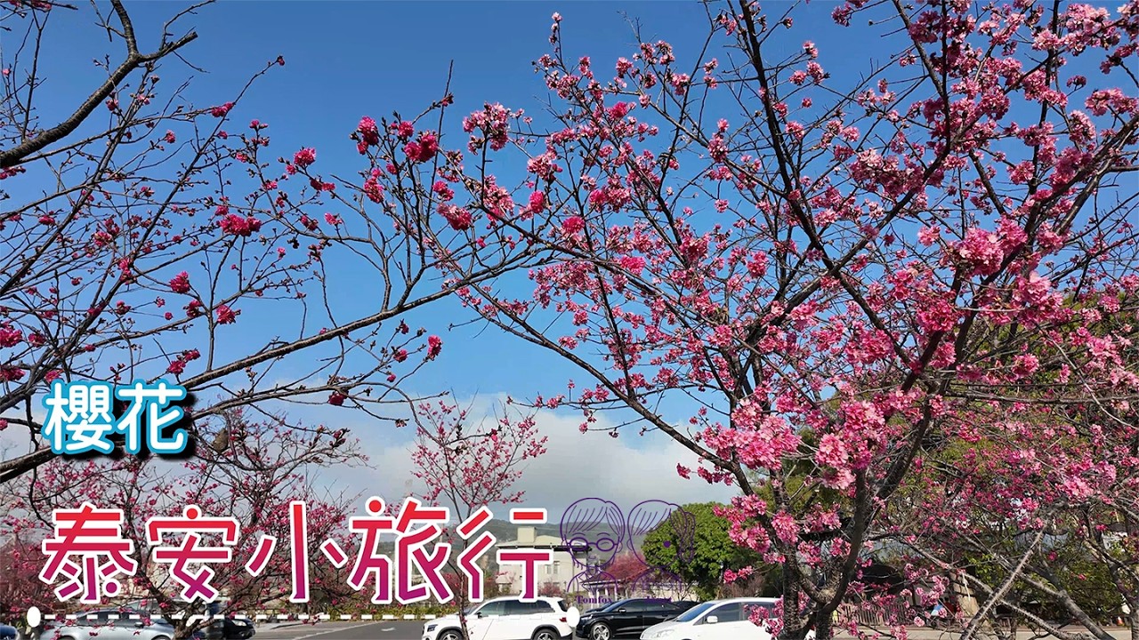 2026泰安小旅行 櫻花x鐵道x冰淇淋 #泰安派出所櫻花林 #泰安鐵道文化園區 #NiceDay義式冰淇淋