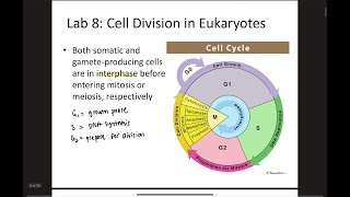 Biology Lab Practical Review | Lab 8: Eukaryotic Cell Division Explained