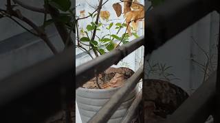 বেলী ফুলের গাছটা যেন আবার যৌবন ফিরে পাচ্ছে 🍂 #shorts #short #youtubeshorts #ytshorts #shortsfeed