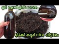 Best Hair Oil. മുടി കൊഴിച്ചിൽ മാറാനും കറുപ്പ് നിറം കിട്ടാനും അടിപൊളി ഹെയർ ഓയിൽ Homemade Hair Oil