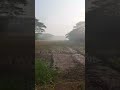 #nature #villagelife #shorts