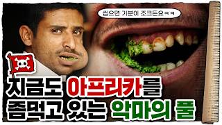 💀 에티오피아 경제를 먹여살리는 수출 효자 상품 / 💀 까트의 위험성