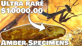 Most wanted amber specimens by the Amber Collectors Most wanted amber specimens by the Amber Collectors
