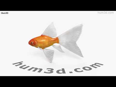 Fantail Goldfish 3D model by 3DModels.org