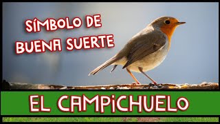 Petirrojo, Curiosidades Y Buena Suerte