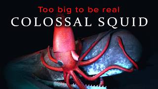 We Were Completely Wrong About The Colossal Squid