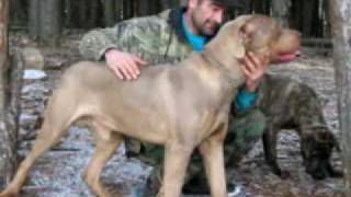 Sop-Srpski Odbrambeni Pas -Odgajivacnica Gacko