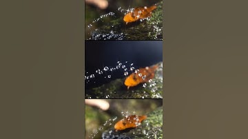 Chụp Ảnh Bắt Đứng Chuyển Động Nước | Nhiếp Ảnh Tốc Độ Cao