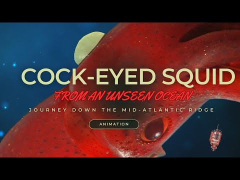 Meet the Cock-eyed Squid of the Mid-Atlantic Ridge!