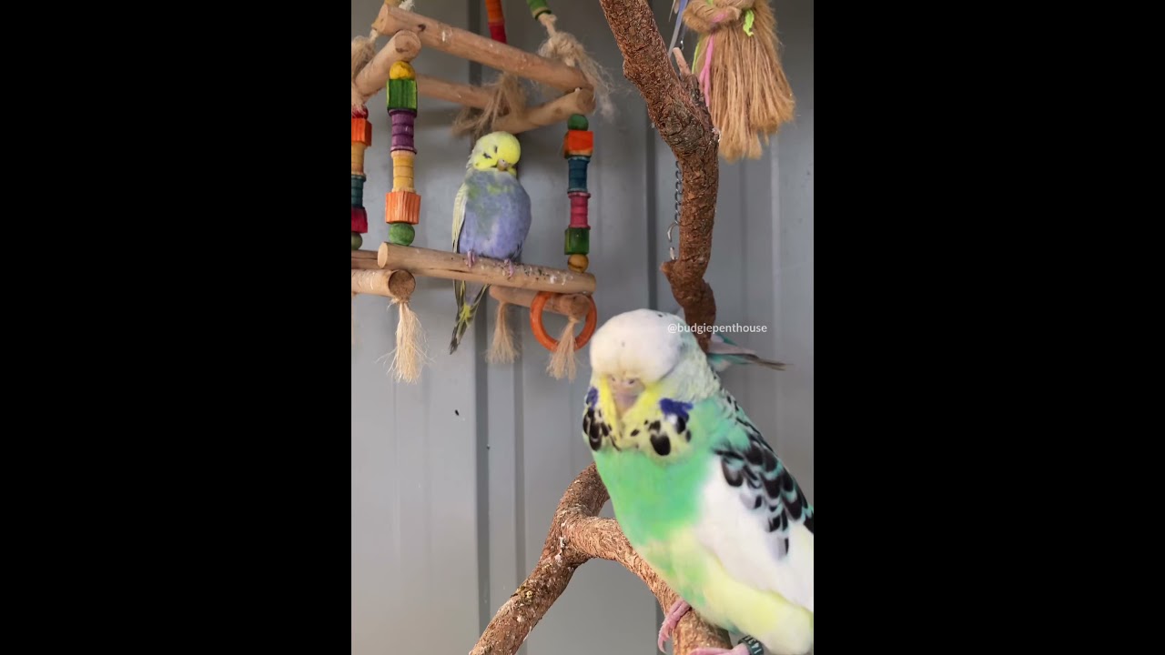 Dominant pied whitecap hen