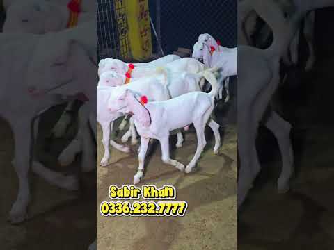 20 سے 30 لاکھ روپے سالانہ بچت | 8 ٹاپ کوالٹی گلابی راجن پوری بکرے | محدود آفر | 📞 0344-1611875